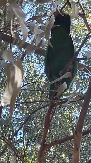 Bird making camera shutter sound