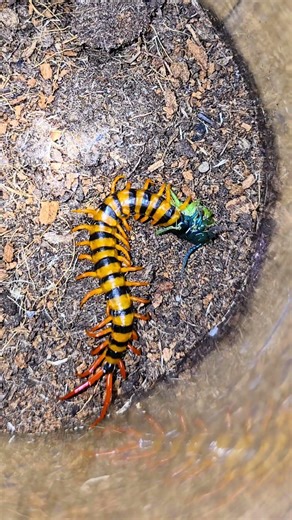 Java Red #centipede #scolopendra