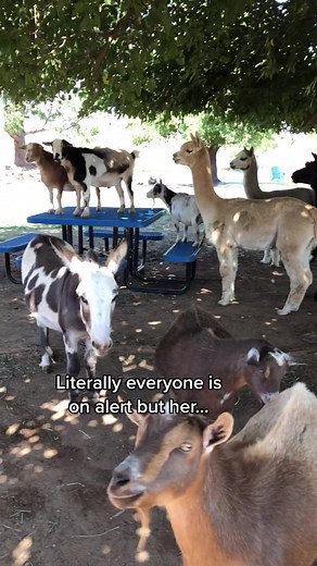 Livestock Guardian Donkey: The Ultimate Protector on the Farm