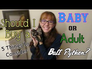 Buying Babies Vs. Adult Ball Pythons | Snakes 101| Cost of a Ball Python
