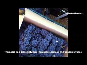 Harvesting Thomcord grapes and vegetables at Our Garden. #ourgarden #grapes