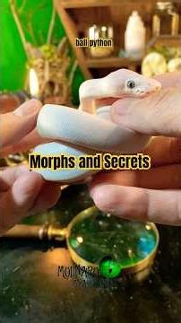 Ball python morph with a secret! #molinarosnakelab #ballpython #royalpython #educator #pythons