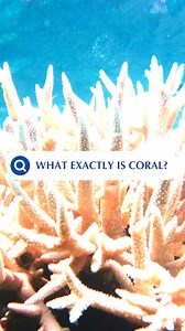Dive into the mesmerizing beauty of the sea with our coral exhibits! 🌊🐠 Corals, fascinating and unique organisms, showcase their beauty underwater. Explore the 'Education' tab on our website to unravel the various ways corals thrive and display their unique charm! 📚✨ | The Dallas World Aquarium