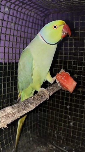 ANGRY MITHU LOVES WATERMELON 🍉 #angrybirds #parrot #talkingparot #birds #nonstoptalkingparrot #cute