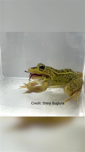 Giant hornets are typically not a force to be reckoned with. With size and a venomous sting capable of taking down a human on their side, there’s a good reason why they’re often called “murder hornets”. But now, new research has discovered an animal that snacks on these beasties like it’s no big deal – and even caught it on camera... Amphibious? Amphi-BADASS Read more: https://buff.ly/S6ZIWjv Credit: Shinji Sugiura, Ecosphere 2025 (CC BY 4.0) | IFLScience