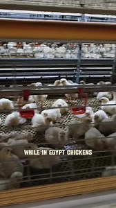 #poultry #poultryfarming #broiler #farmlife #farming #agriculture Using Mango Leaf Will Boost Your Chicken's Growth & Health Fast! | Poultry Tips