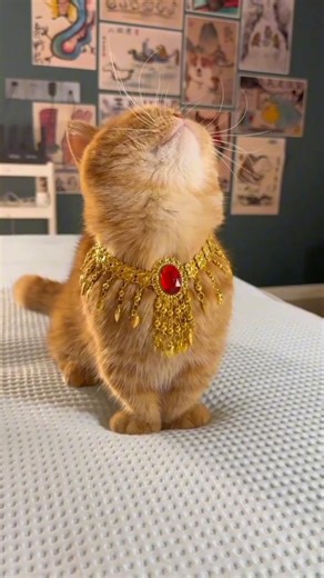 Naughty Cat Wears Necklace 😍❤️