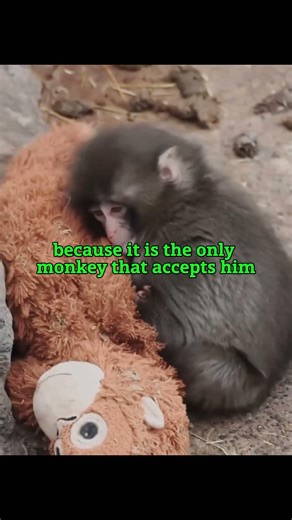 Monkey rejected by mother 😭#shorts #sad #monkey