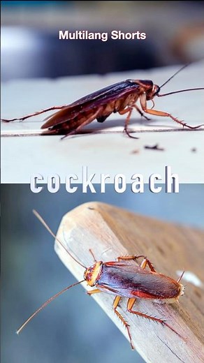 What’s a Cockroach? 🪳 Learn Insect Names!
