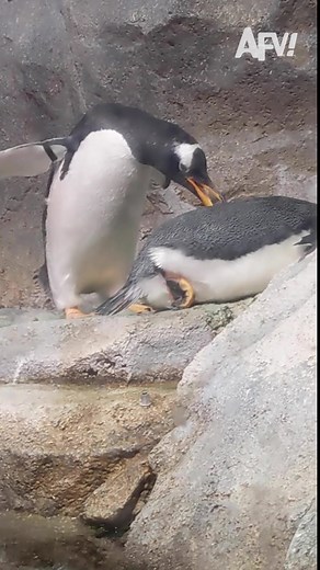 *ahem* EXCUSE ME 🐧 #afv