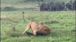 #triangletoday Lions fights over a kill. The young calf was snatched from the herd of buffalo by the hyenas and when the lions heard the commotion they came running and chased the hyenas away and started fighting over the kill. #wildlifenature #wildlifephotography #n#nature-photography #maasaimara #maratriangle (video by B.Heath) | Mara Triangle