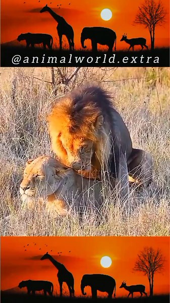 Loin Mating Behavior: Fascinating Wild Animal Insights