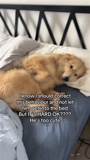 Adorable Rescue Dog Cuddles