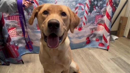 ***Intake Alert - Welcome Henry!*** Welcome 10 month old Henry, our last intake for November. If you know Labs, you'll want to know Henry, a walking, wagging classic example of what a Lab is supposed to be like! Keep your eyes on this one! | Lake Erie Labrador Retriever Rescue, Inc.