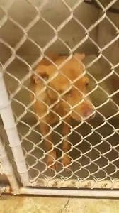 38 reactions · 299 shares | Big Spring, TX Big Spring Animal Shelter (433) 264-2372 URGENT! Euthanasia Date Tues., Dec. 22nd, 9AM Kennel 4 Female Pit Releases 12/17 | Big Spring Animal Rescue Network | Facebook