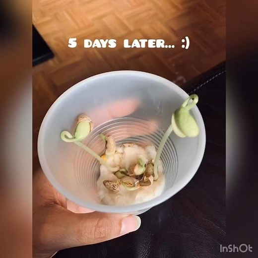 The Bean Plant Experiment with Ms. Heidy