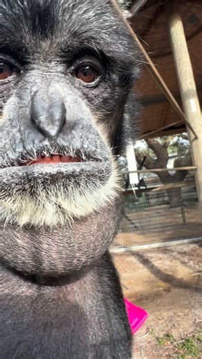 Animal Preservation Education on Instagram: "Sounds of siamangs #siamang #primate #animals #cuteanimals #gibbon"