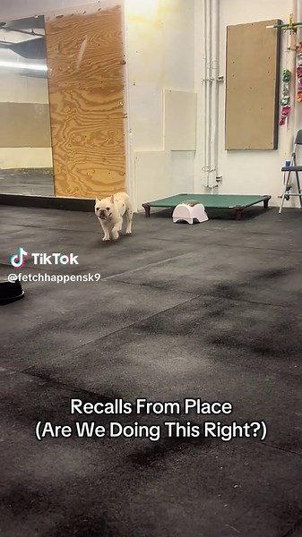 Fetch Happens Dog Training on TikTok