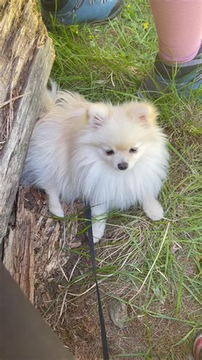 Pomeranian Mia 🐶 auf vier Pfoten um die Welt 🌍 on Instagram: "Begleite uns auf unseren Abenteuern! 👱🏻‍♀️❤️ 🐶 @itspawsome_mia ——————————————— ✨Pomeranian Blog ✨ ——————————————— Alles was dein Pomeranian-Herz begehrt: 🐾 Reisen mit Hund ✈️🌍 🐾 Gesundheit & Pflege 🐾 Training & Erziehung 🐾 Futter & Rezepte 🐾 Alltag als Petfluencer ❤️🐶 ✨ Wie komme ich zum Blog? ✨ LINK IN BIO @itspawsome_mia ——————————————— #pomeranian #pom #zwergspitz #happydog #petfluencer #pomeranians #souldog #Hundeliebe