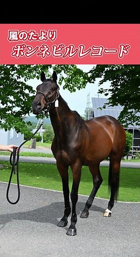 【風のたより】ボンネビルレコード 帝王賞