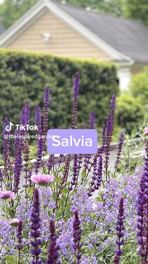 No shade? No problem. ☀️ These perennials THRIVE in full sun and don’t melt in summer heat. Save this for planting season! Learn how we layer sun perennials for nonstop bloom inside The Inspired Garden Masterclass. Link in bio🌸🌿 #gardendesign #gardeningforbeginners #flowertok #gardentok #plantmagic