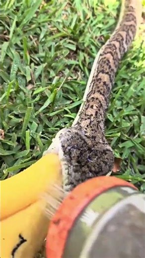 A Giant Coastal Carpet Python Swallow A Chew Toy. #snake #viral #reptiles #reptile #viralshorts