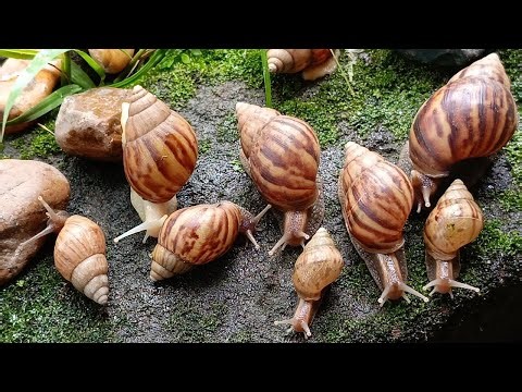 The Amazing Adaptation of Snails, more than just a shell #snail #SnailAdaptations #MolluscMarvels