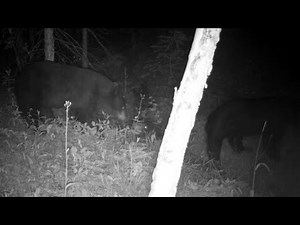 Three adult bears together during mating season (on trail camera)