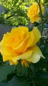 3.7K reactions · 70 shares |  Bridges of Friendship  In lands...