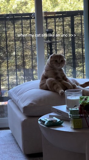 no he seriously loves to sit like this on the daily and just cracks me up #scottishfold #catsoftiktok #cattok #fyp #catlover