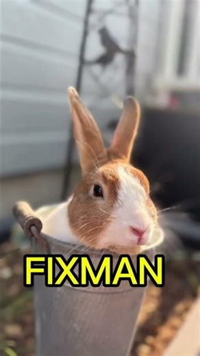 History of dutch rabbit breeds