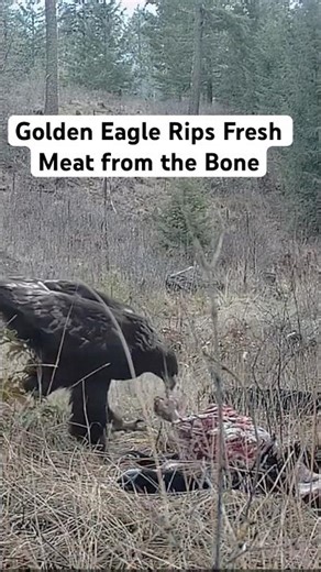 Golden Eagle Rips Meat From a Kill in the Forest