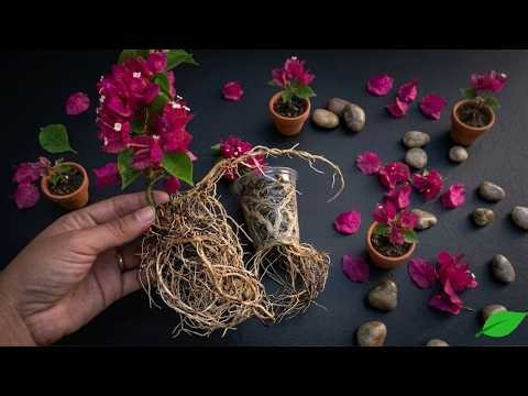 How to Root Bougainvillea Cuttings Fast Using Banana & Garlic Water