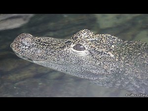 Chinese Alligator (Alligator de Chine) : Pairi Daiza