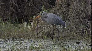 Great Blue Heron fishing in Florida swamp