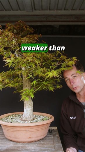 Japanese Maple Branch Grafts Strongest!