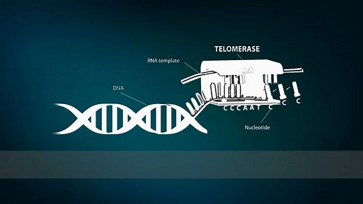 Telomerase 端粒酶机制