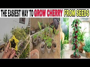 How to grow Cherry Plant from Seeds in Pot at Home Fast and Easy | How to Germinate and Grow Cherry