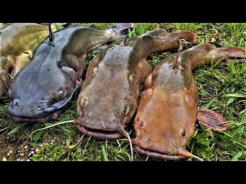 JUG FISHING FOR CATFISH! JUGLINES!