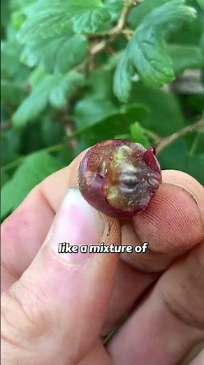 The Forgotten Berry That Loves Cold Winters ❄️