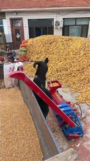 Two-Phase Electric Corn Thresher Small Farm Power #CornThresher #HomeFarmMachine #ElectricThreshing