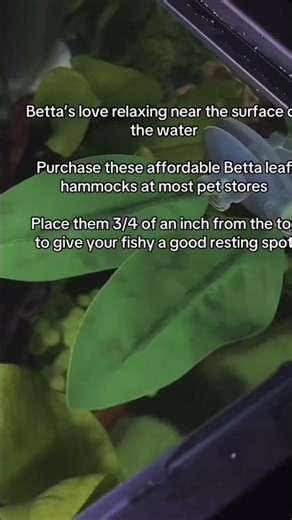 How to set up a betta tank for beginners