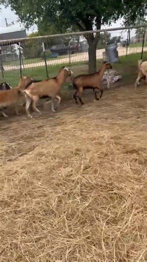 4.4K views · 46 reactions | Selling Monday 6/2 | Hamilton Livestock Commission | Facebook