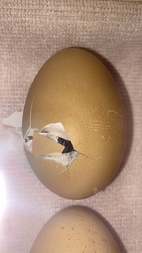 When a chick is ready to hatch some big changes and events will occur!! Firstly the chick will break through the inner membrane into the air cell found at the round end of the egg and will take its first breath - this is internal pipping and you may even hear cheeps from this stage! The mother hen will hear these and talk encouragement back! Next it will absorb the remaining contents of the yolk sack into its abdomen allowing it to survive for a few days without leaving the nest for food and wat