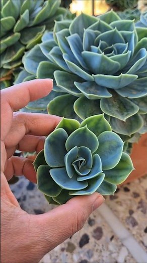 propagation Echeveria imbricata.