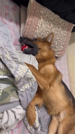 Bagheera in play mode #youtubeshorts #viral #trending #shorts #reels #dog #love #blessed #fyp #funny