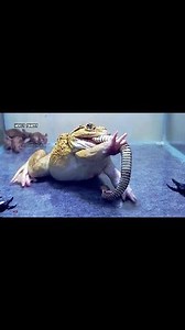 American Bullfrog Tries to Eat Big Snake Scorpion Mouse | Insect Forest