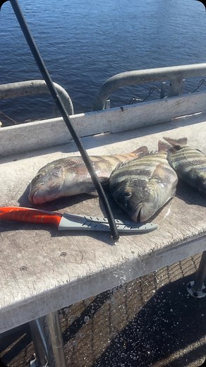 Roger Perry Bump Jr on Reels