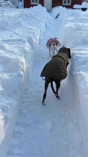 Boxer Puppy Enjoys Fun Playtime in the Snow