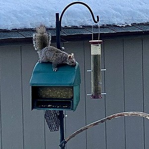 Remote Birding with TinyML and a Raspberry Pi